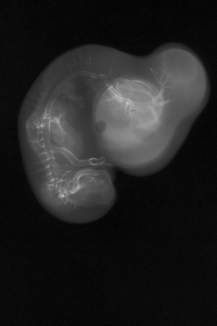 stage 29 chick embryo x-ray